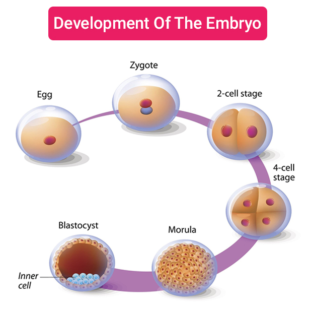 http://rawalfertility.com/wp-content/uploads/2019/03/embryo.jpg